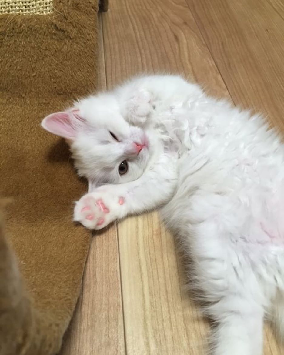 它的傲娇只是伪装｜猫猫翻肚卖萌的无辜样子你受得了吗？