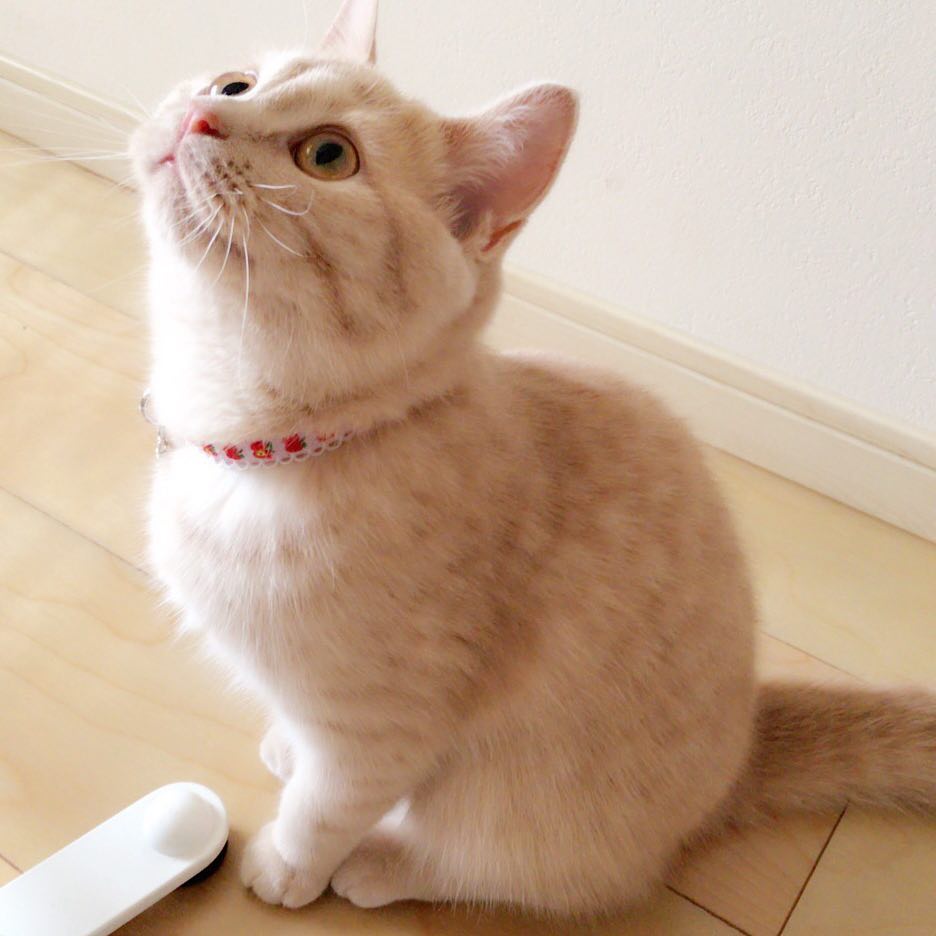 它的傲娇只是伪装｜猫猫翻肚卖萌的无辜样子你受得了吗？