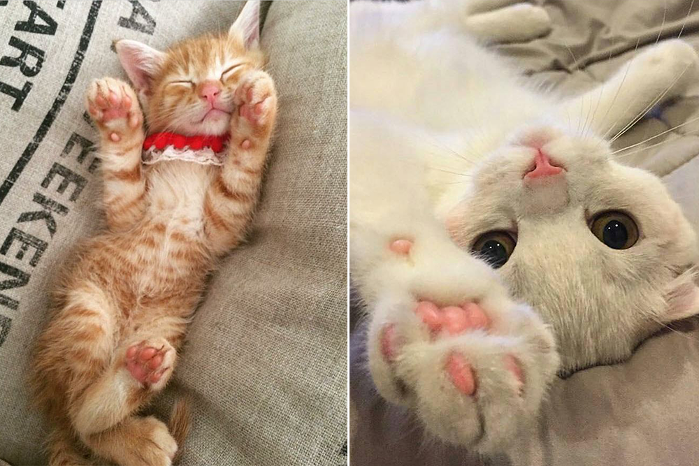 它的傲娇只是伪装｜猫猫翻肚卖萌的无辜样子你受得了吗？