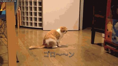 它的傲娇只是伪装｜猫猫翻肚卖萌的无辜样子你受得了吗？