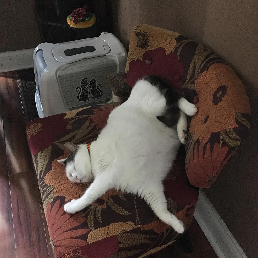 它的傲娇只是伪装｜猫猫翻肚卖萌的无辜样子你受得了吗？